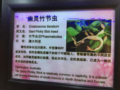 -上海大自然野生昆虫馆(东方明珠·爬宠昆虫探索中心)