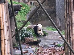 -都江堰中华大熊猫苑