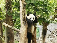-都江堰中华大熊猫苑