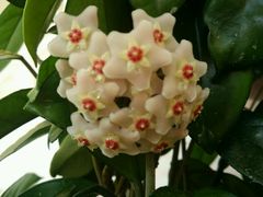 -莫奈花园餐厅(麦迪逊花园店)