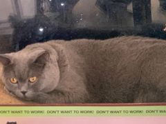 -猫在这儿猫咪咖啡馆·撸猫馆