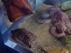 -欢乐海岸海洋奇梦馆