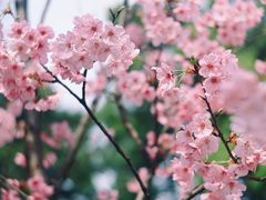-南山植物园