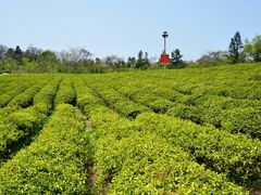 -宜兴龙背山森林公园