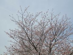 -高东镇樱花园