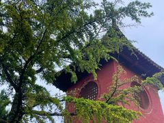 -洛阳白马寺