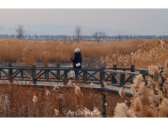 -野鸭湖国家湿地公园