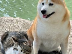 -丁香湖公园