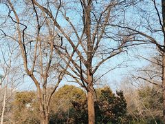 -镇江市南山风景名胜区竹林景区