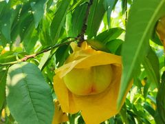 -老袁家蜜桃农场·阳山水蜜桃