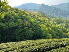 -龙坞茶村
