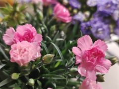 -花鸟鱼虫鲜花绿植市场(玉泉路店)