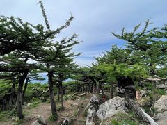 -朱雀国家森林公园