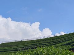 -龙坞茶村
