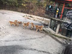 -大连森林动物园