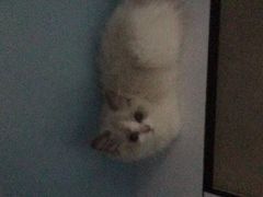 -lincat·猫舍(广州店)