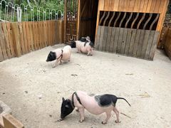 -欢乐松鼠谷