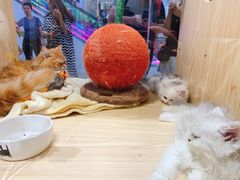 -屋虎猫馆(宝安大仟里店)