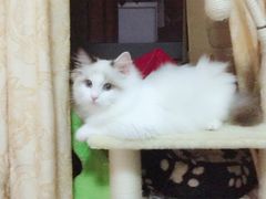 -Bastet sally猫舍购宠(静安店)