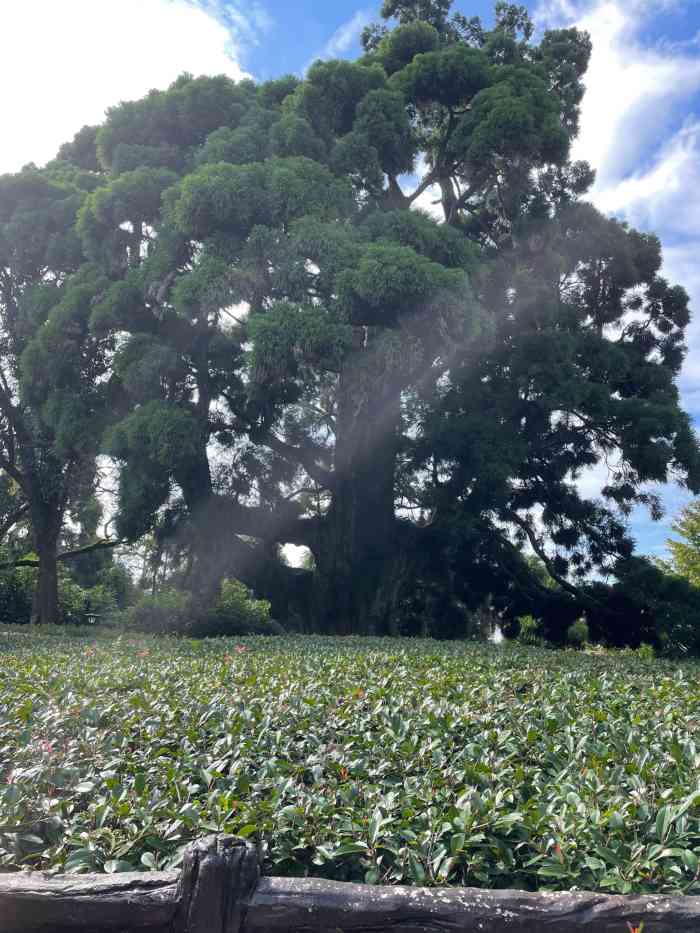 柳杉王公园-"位于鼓岭风景区比较上面的位置,去鼓岭玩,.