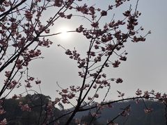-重庆园博园