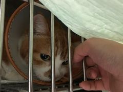 -爱侣·安琦尔宠物医院·中兽医针灸·心内科·狂犬免疫点(宝山区院)