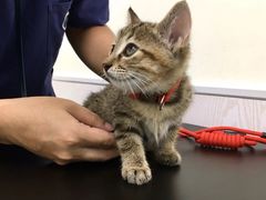 -凯特喵百思猫专科医院