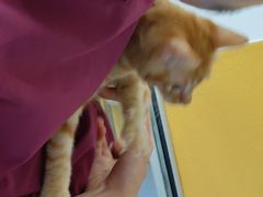 -美联众合动物医院(·中兽医·疑难杂症·严家桥分院)