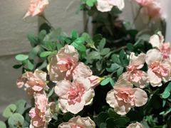 -哈根达斯(武汉天地店)