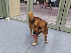 -爱佳宠物中心医院24H·CT·骨外科·猫专科(瑶海万达店)