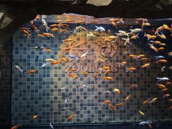 -Zoolung Zoolung动物主题公园(海信广场店)