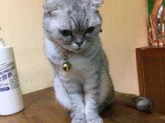 -李小姐の猫咖啡馆(五角场店)
