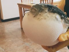 -天正河鲀·河豚亭(大连店)