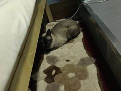 -猫咪咖啡·猫咖(万达广场店)