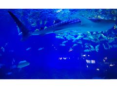 -烟台海昌鲸鲨海洋公园