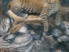 -陕西自然博物馆