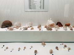 -青岛贝壳博物馆