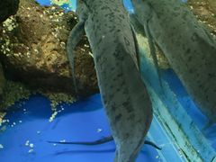 -正佳自然科学博物馆