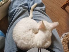 -楼上猫咖(罗湖店)