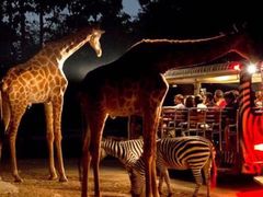 -清迈夜间动物园