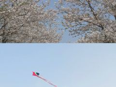 -顾村公园