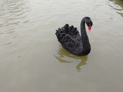 -盐城丹顶鹤湿地生态旅游区