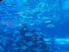 -迪拜水族馆及水下动物园