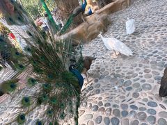 -西双版纳傣族园