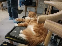 -平行世界·猫咖(首经贸店)