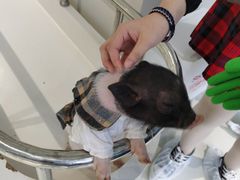 -怪兽屋·羊驼·猫咖·狗咖(俊华广场店)