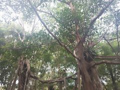 -中国科学院西双版纳热带植物园