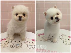 -FAELING PETS美天灵宠物(富力广场店)