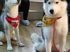 -Husky Go! 哈士奇体验馆·宠物咖啡厅狗咖