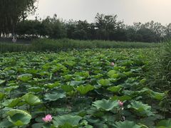 -大兴滨河森林公园